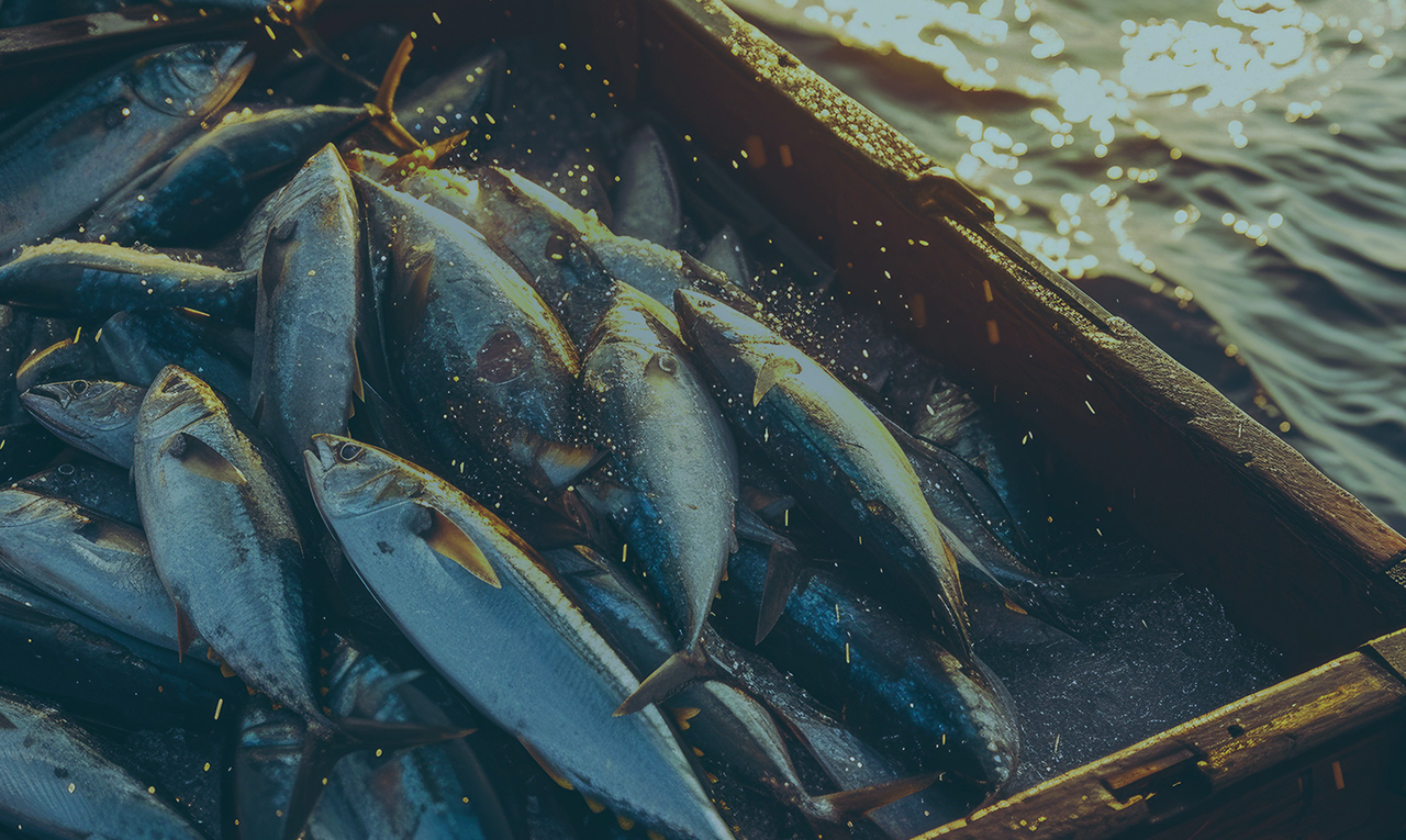 PROJETS & RÉFÉRENCES